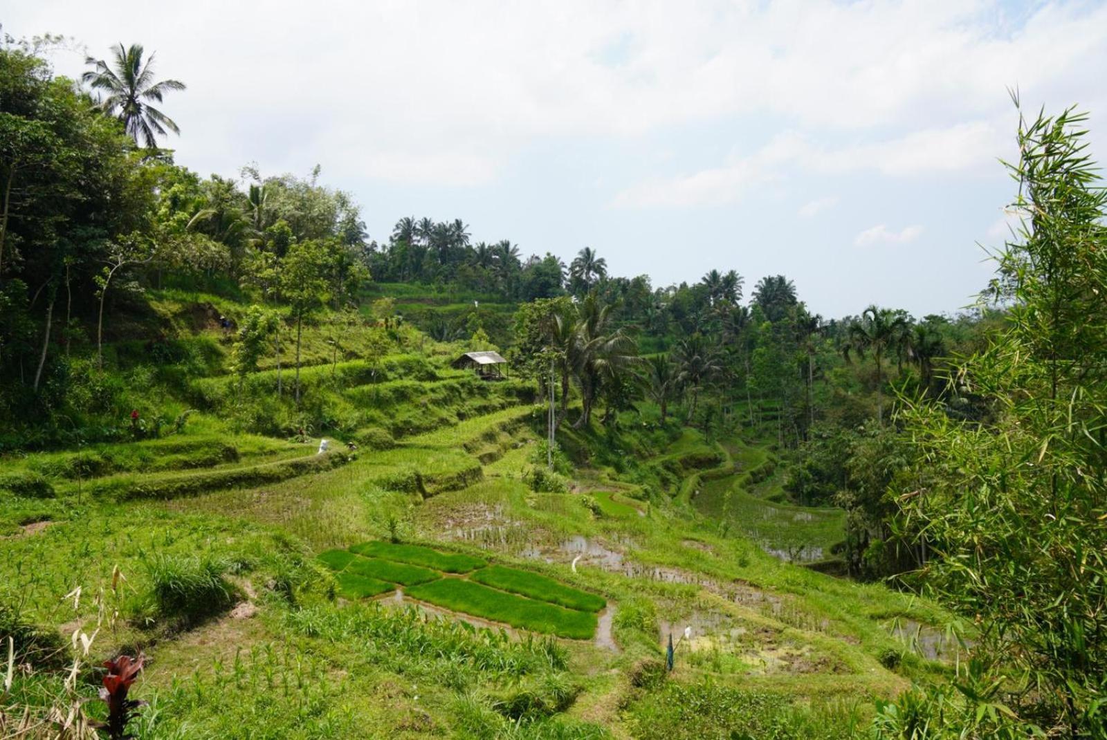 Tetebatu Indah Homestay Exterior foto